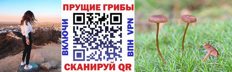 Псилоцибиновые грибы Psilocybine cubensis  наркошоп  Плавск 
